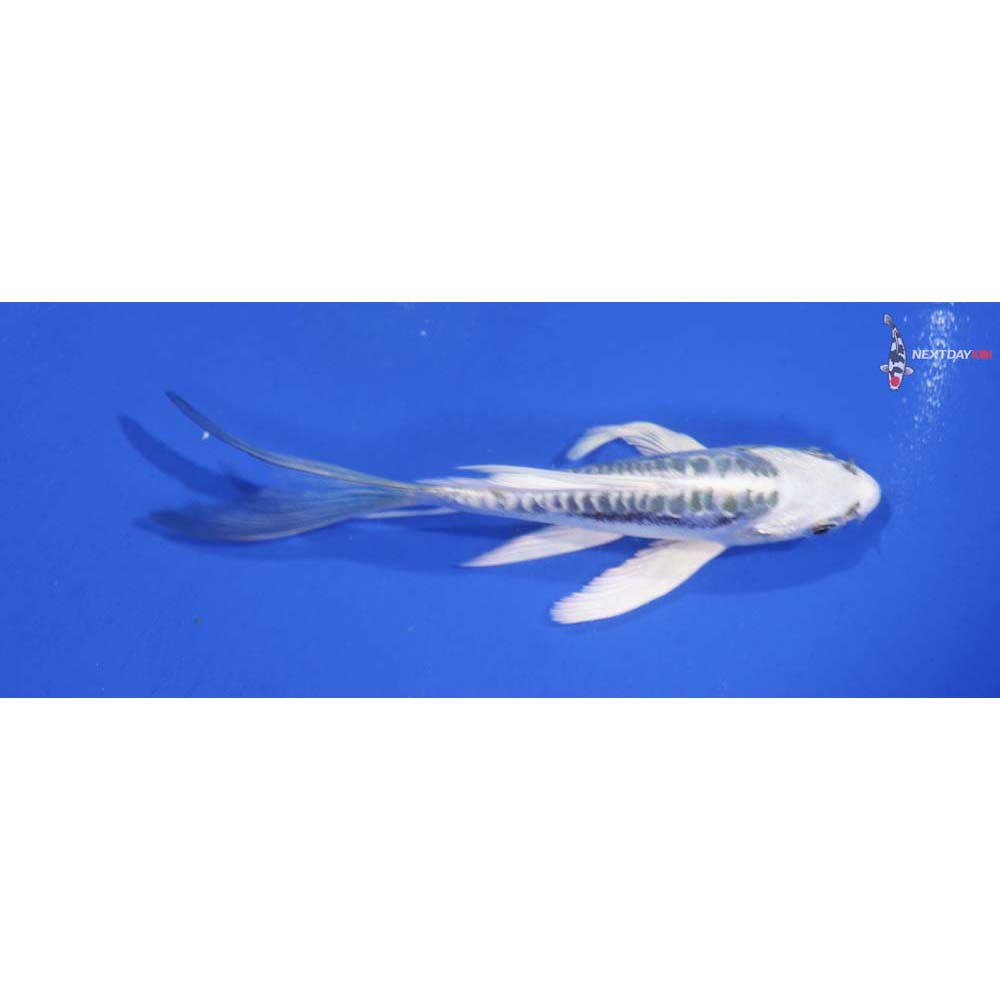4.5” Imported Gin Doitsu Matsuba Butterfly Koi