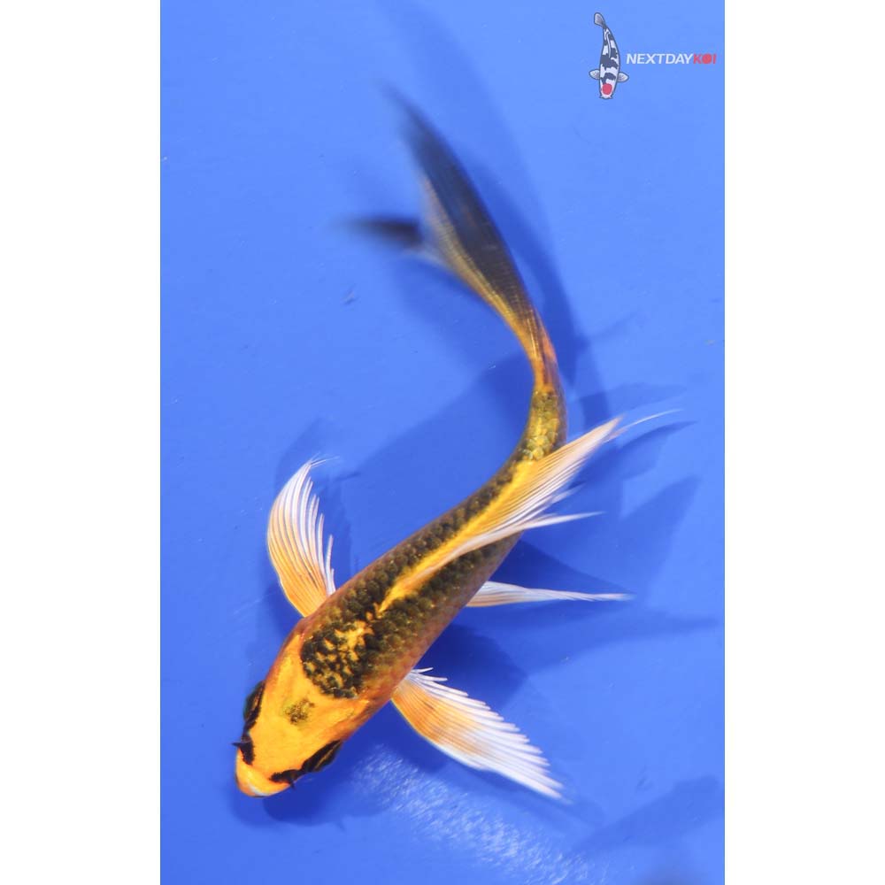 4” Imported Ki Matsuba Butterfly Koi