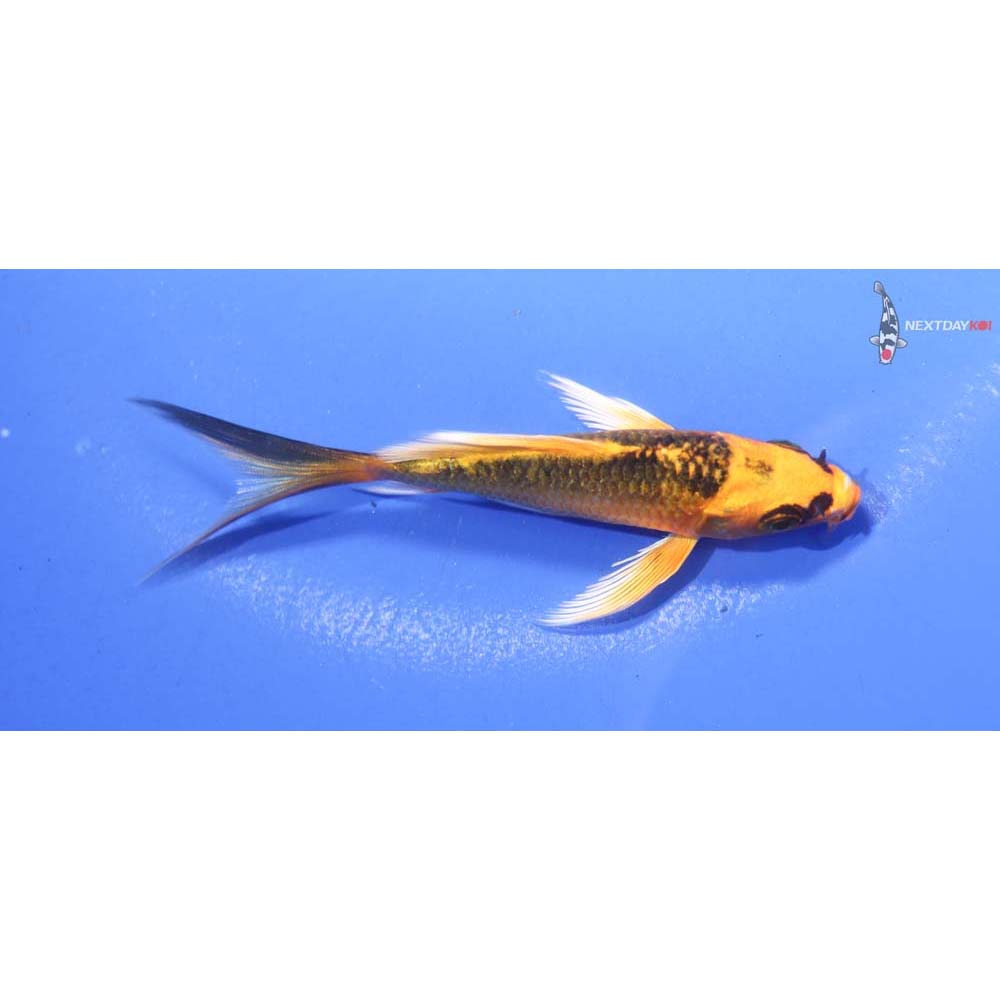 4” Imported Ki Matsuba Butterfly Koi