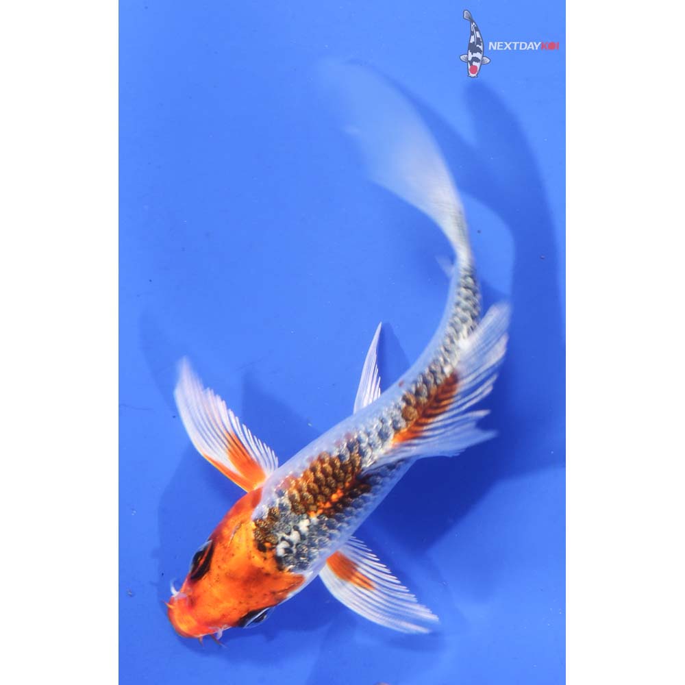 4.5” Imported Kujaku Butterfly Koi