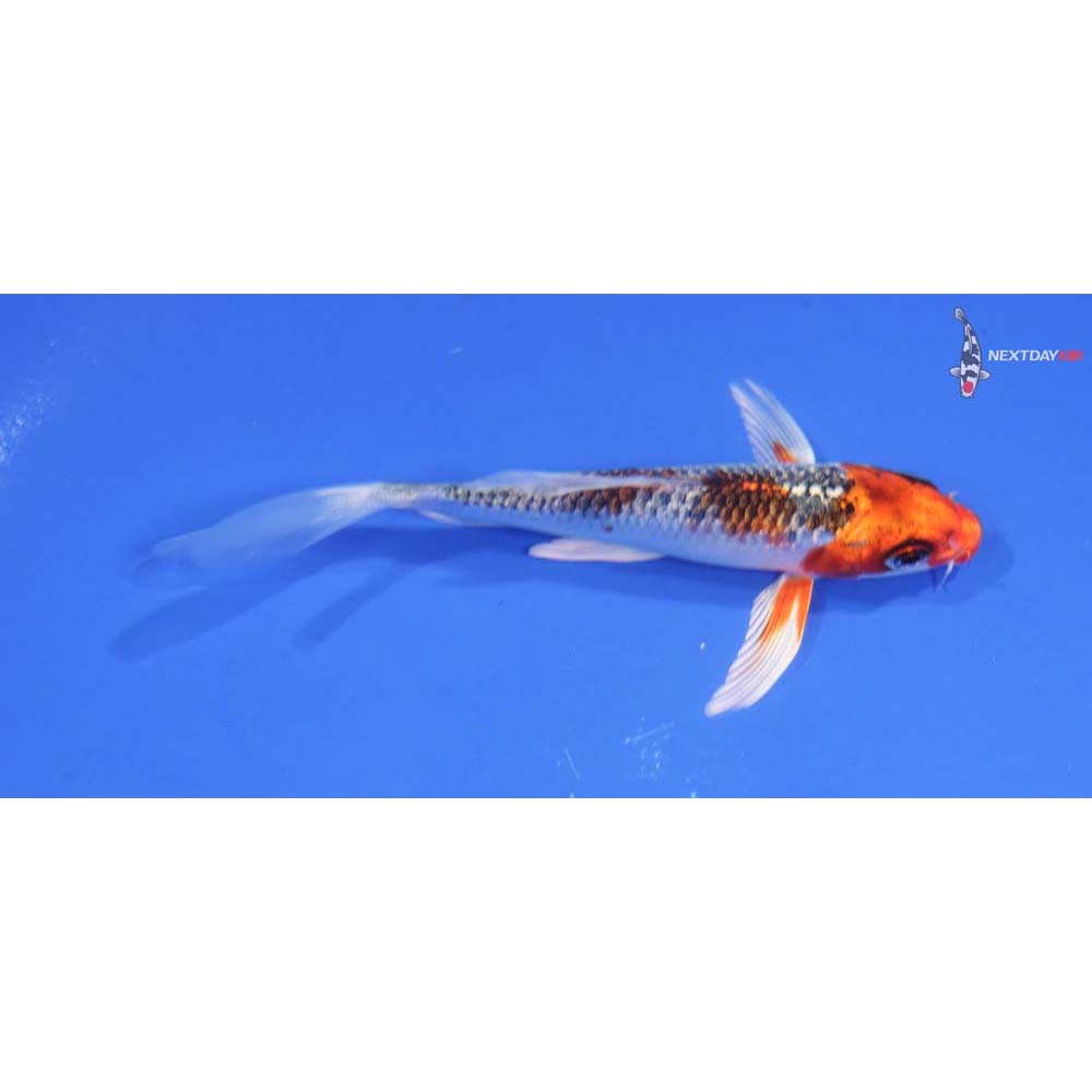 4.5” Imported Kujaku Butterfly Koi