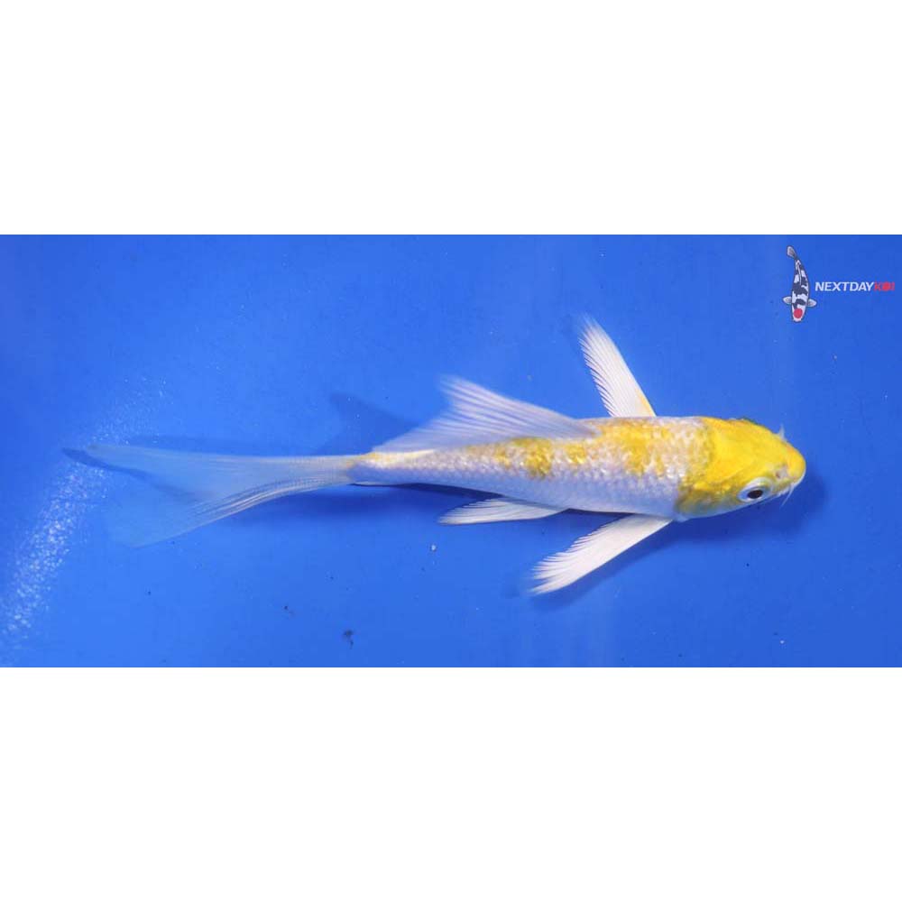 4.5” Imported Gin Rin Lemon Hariwake Butterfly Koi