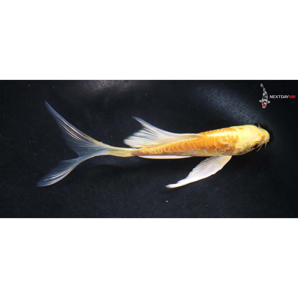 5” Imported Armor Scaled Yamabuki Ogon Butterfly Koi