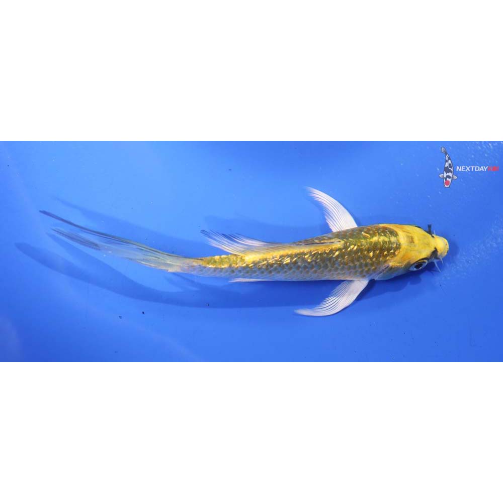 5” Imported Gin Rin Ki Matsuba Butterfly Koi