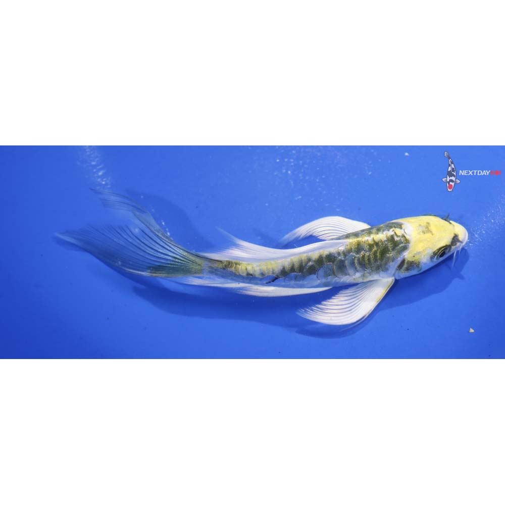 5” Imported Armor Scaled Kujaku Butterfly Koi
