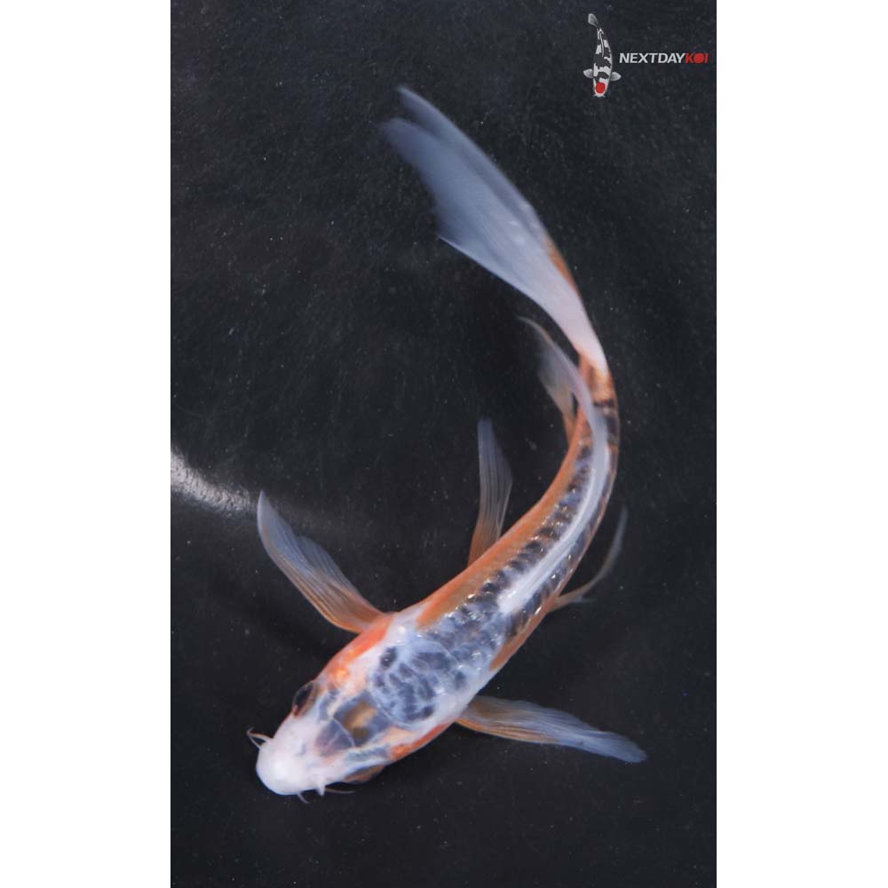 5.5” Imported Shusui Butterfly Koi
