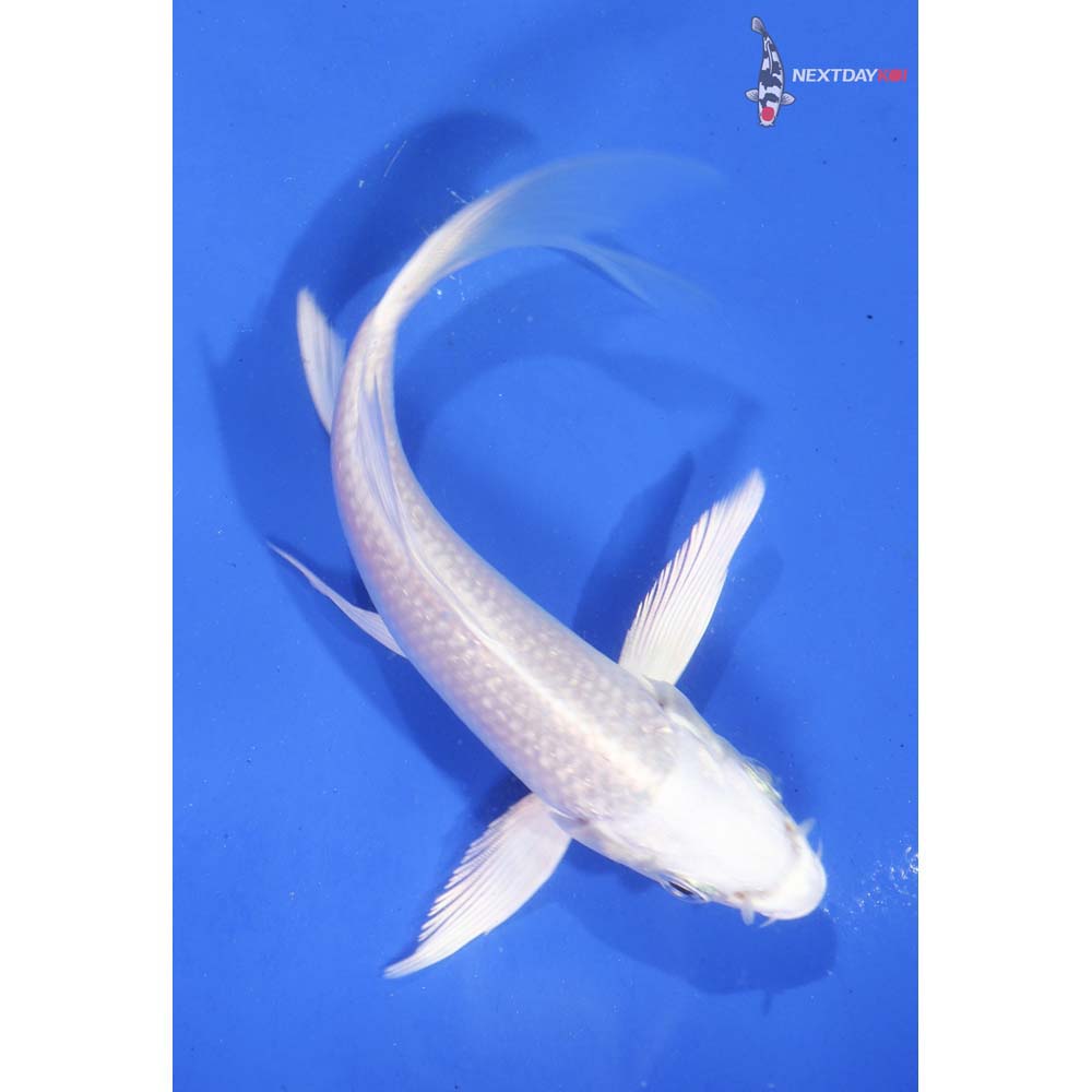 5.5” Imported Platinum Ogon Butterfly Koi