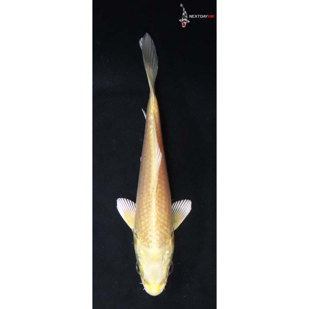 4” Imported Yamabuki Ogon