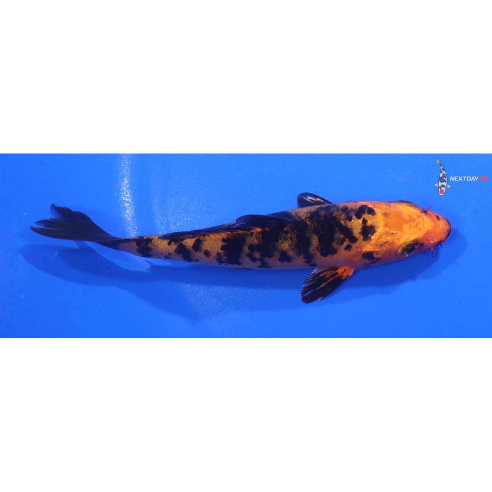 4.5” Imported Kin Aka Bekko