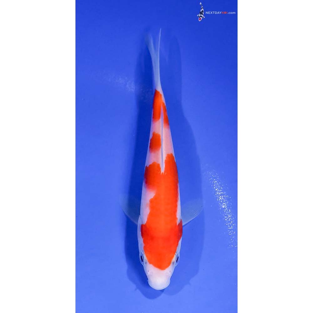 5” Imported Kohaku