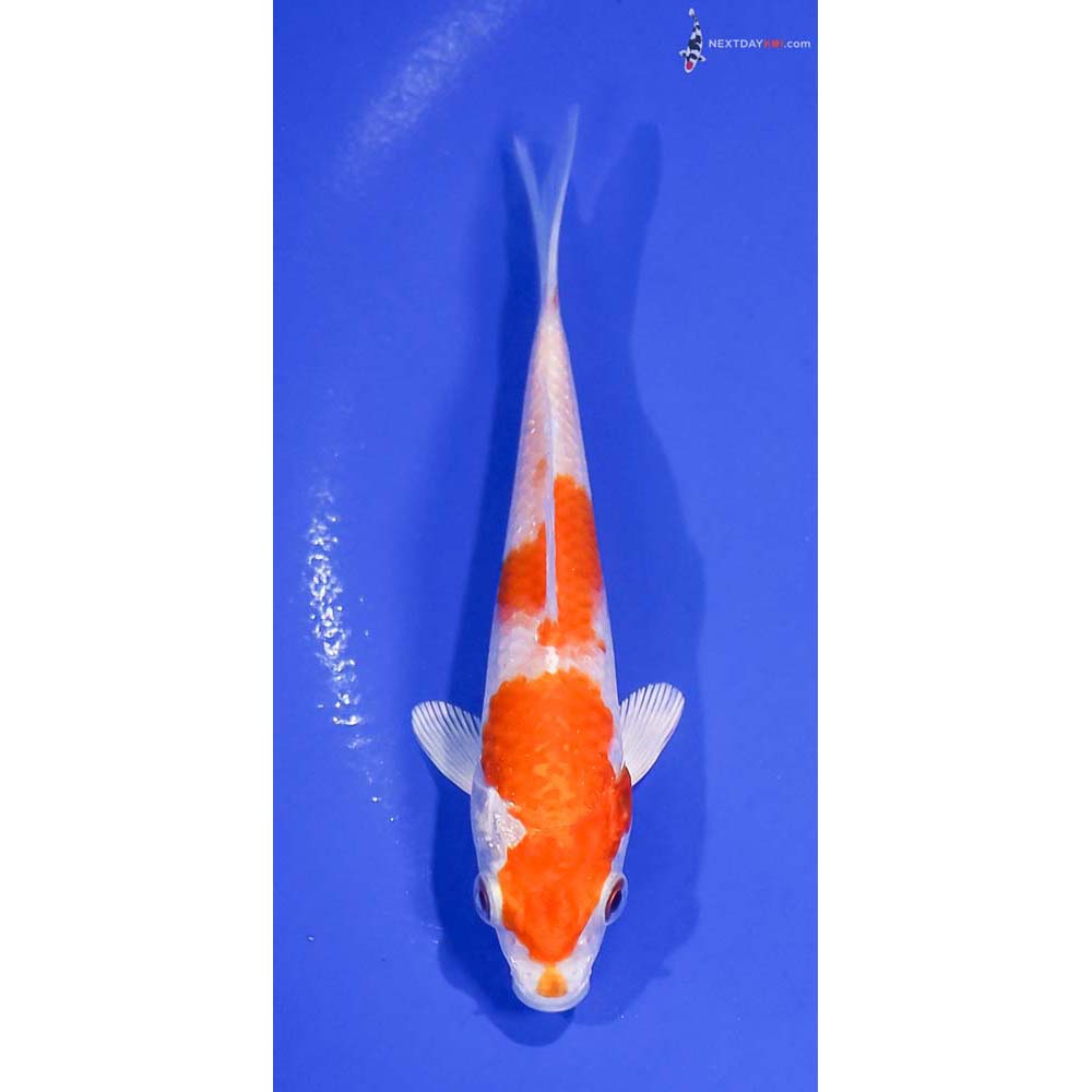 5” Imported Hariwake