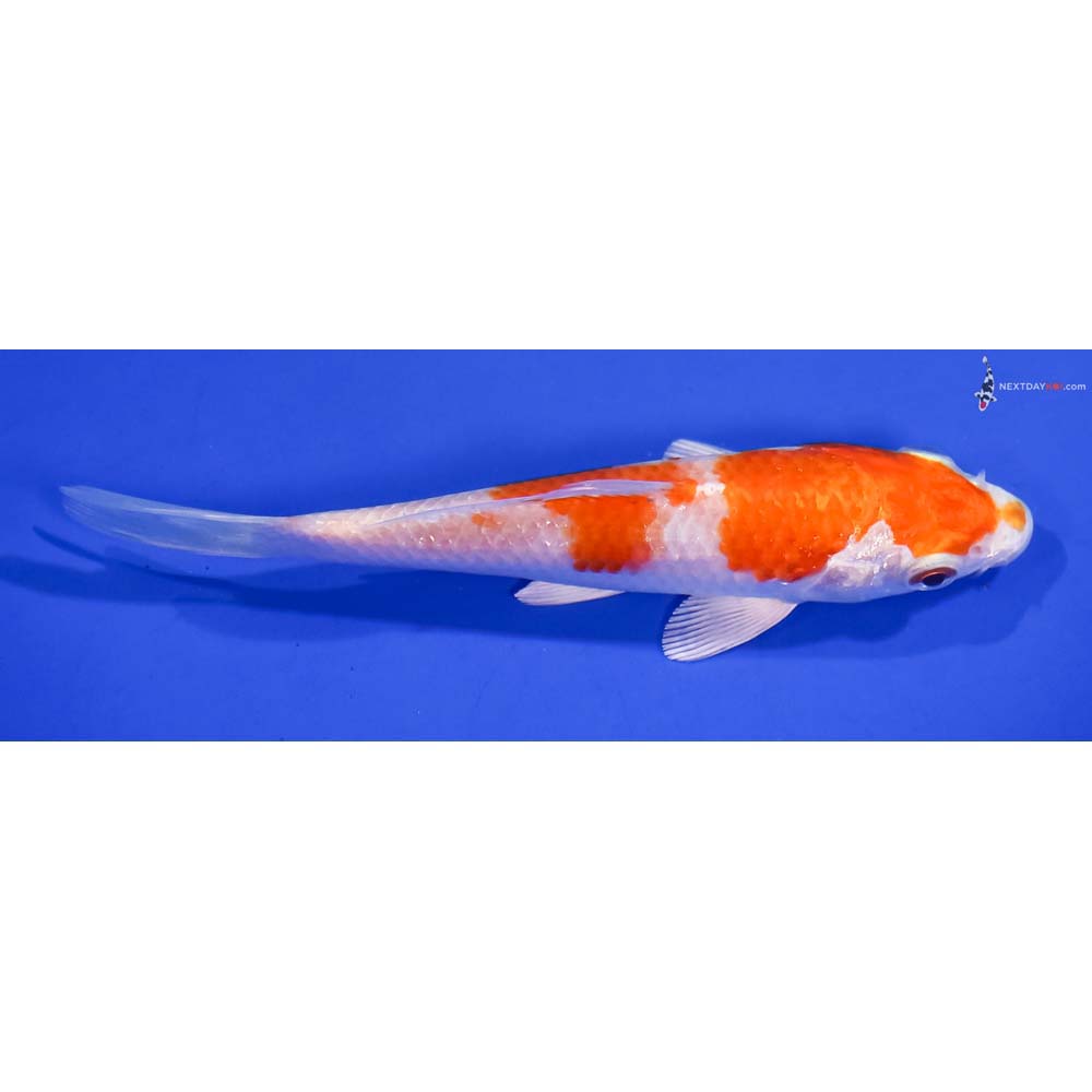 5” Imported Hariwake
