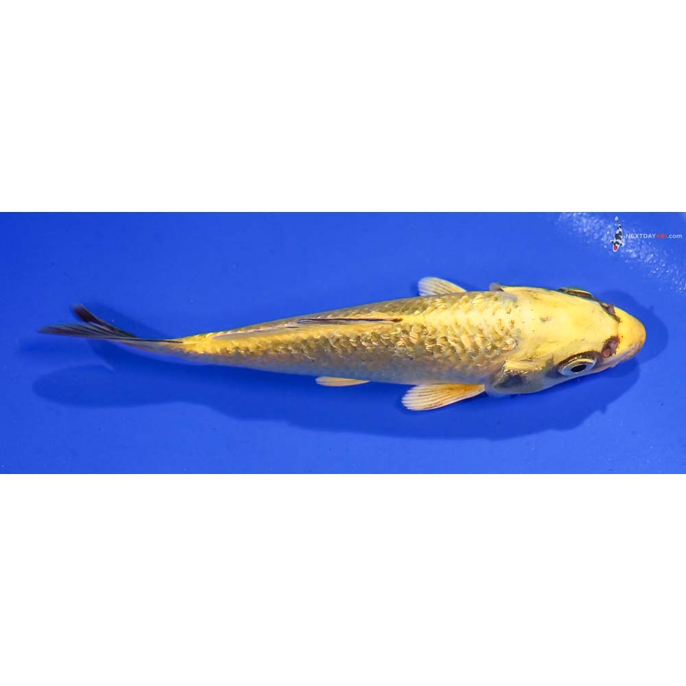 5” Imported Gin Rin Ki Matsuba