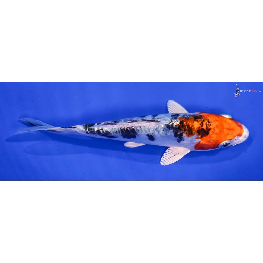 5” Imported Heisei Nishiki