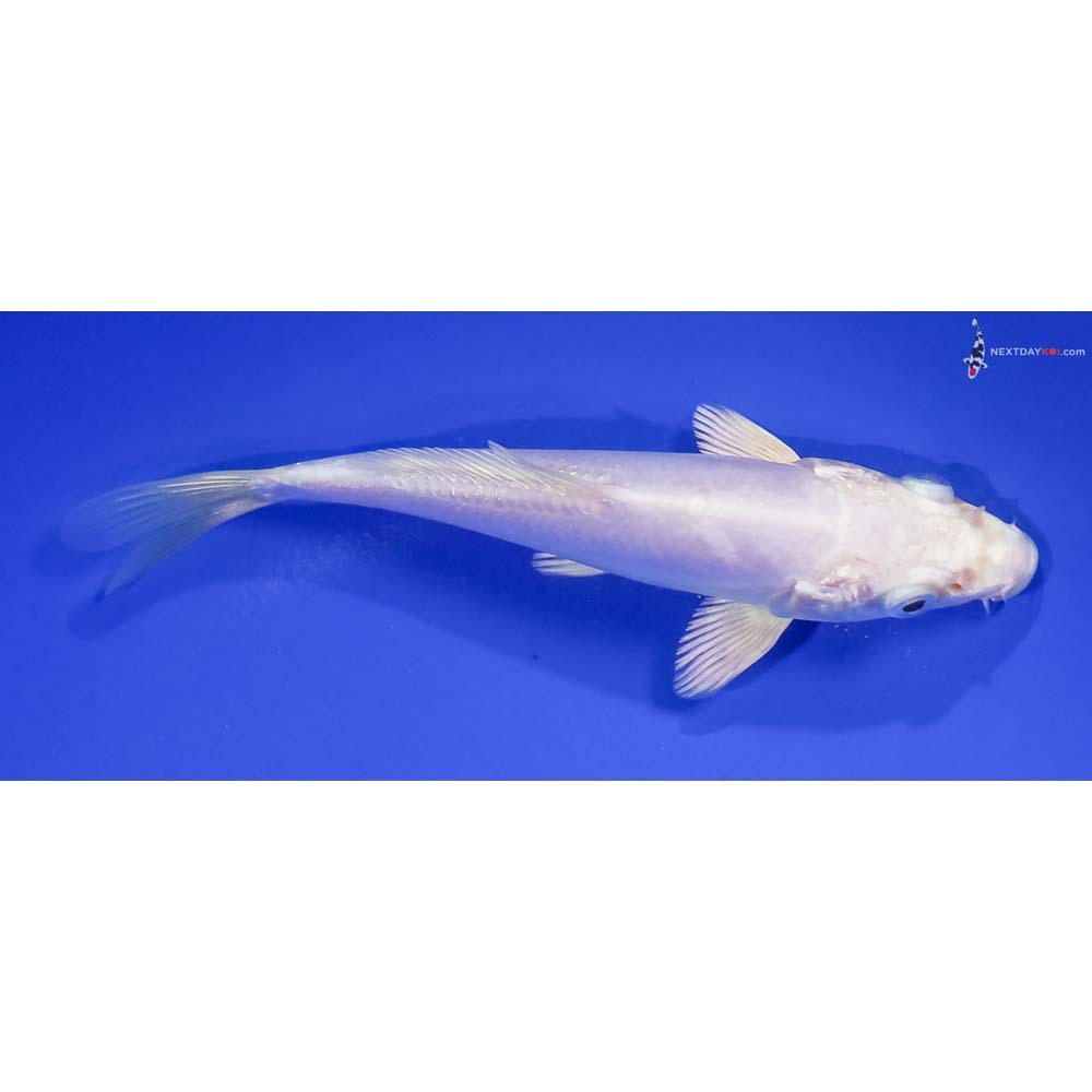 5.5” Imported Doitsu Platinum Ogon