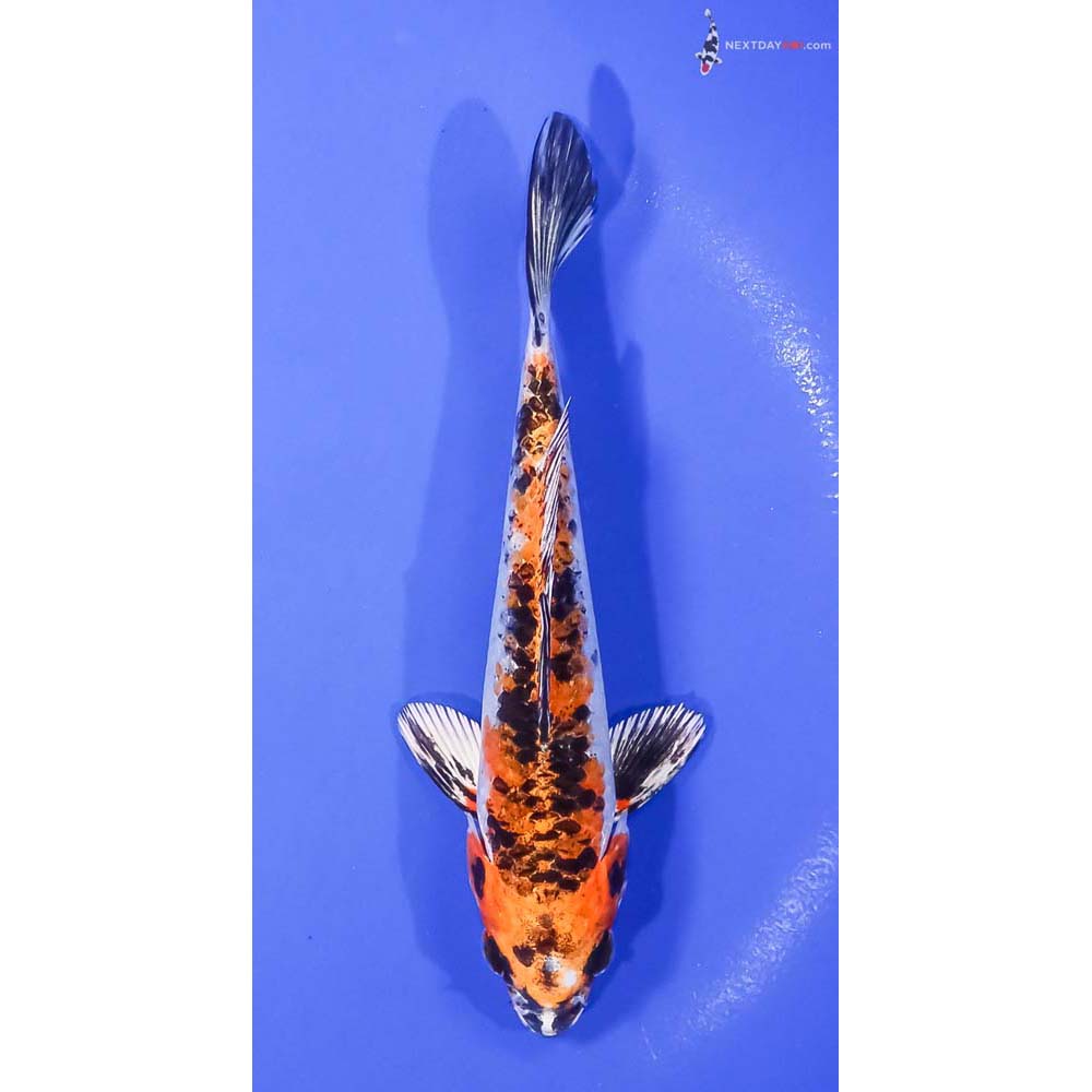 6” Imported Yamato Nishiki