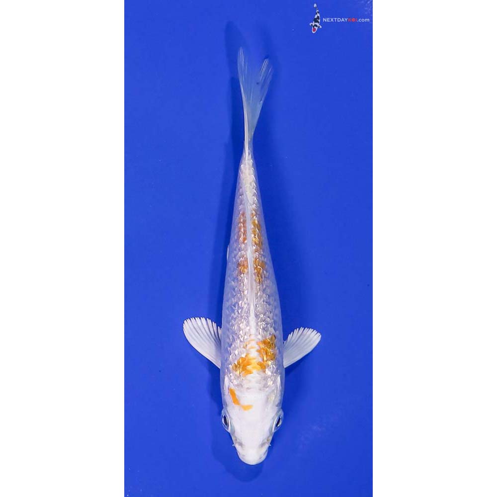 5” Imported Gin Rin Lemon Hariwake