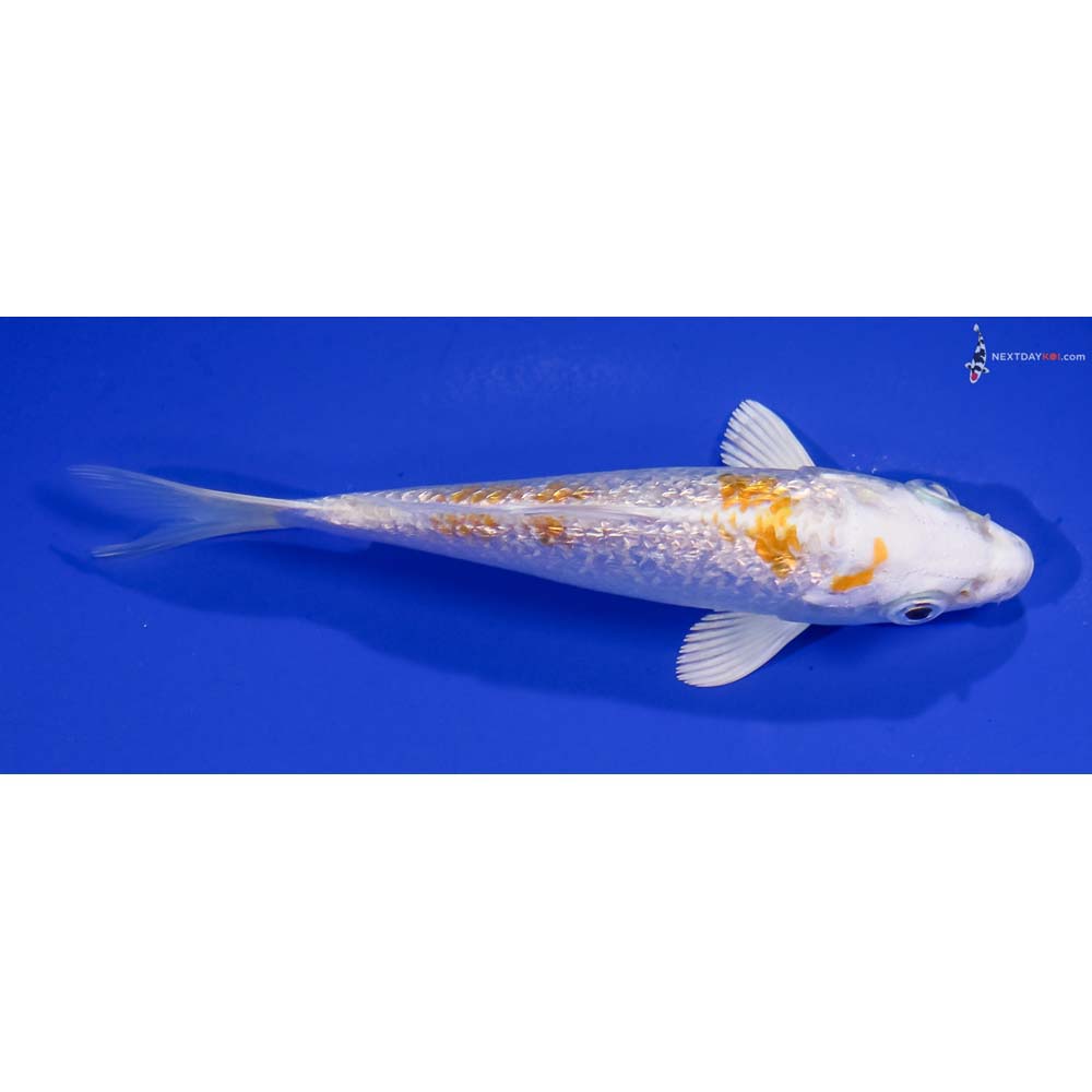 5” Imported Gin Rin Lemon Hariwake