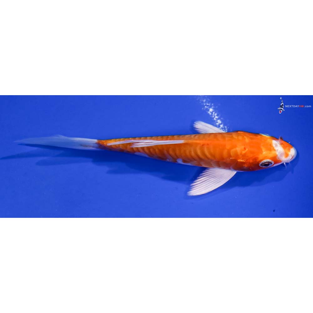 5” Imported Kikusui Butterfly Koi