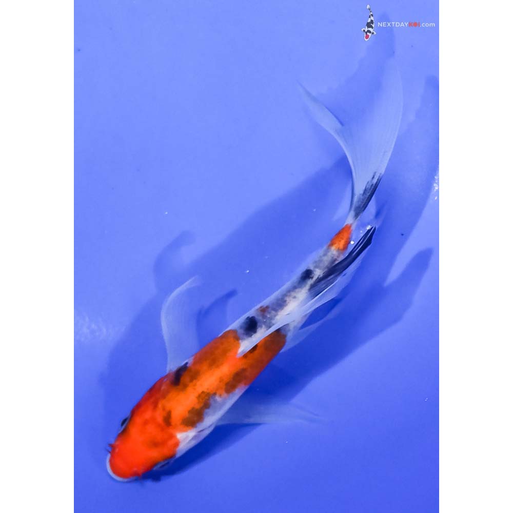 5” Imported Sanke Butterfly Koi
