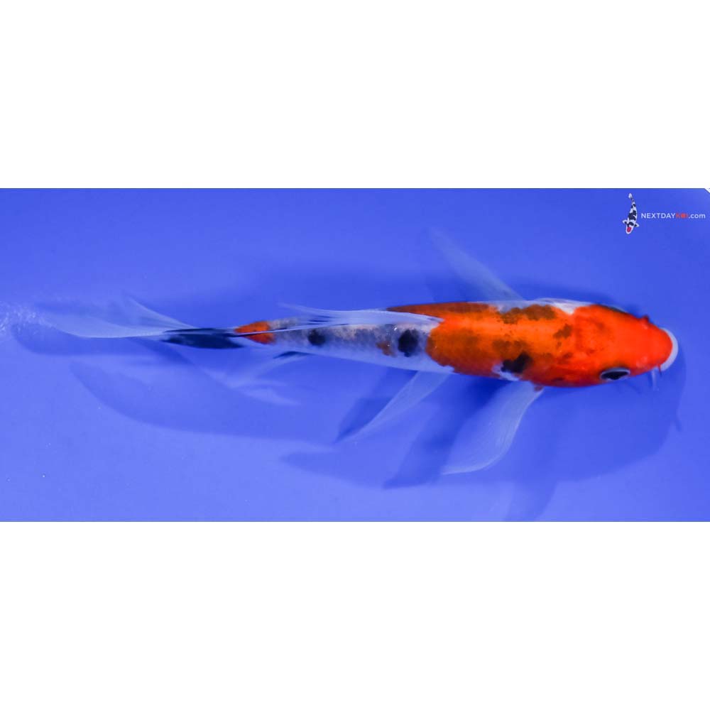 5” Imported Sanke Butterfly Koi