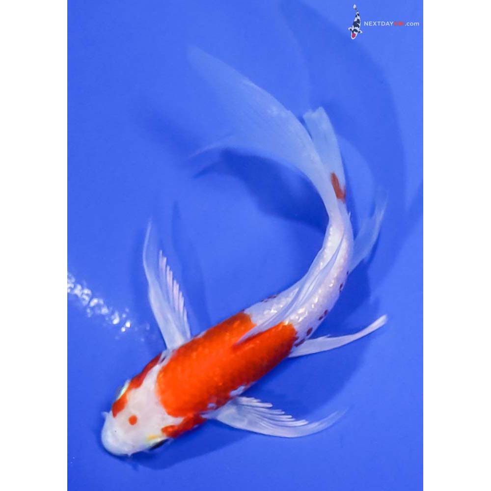5” Imported Gin Rin Hariwake Butterfly Koi