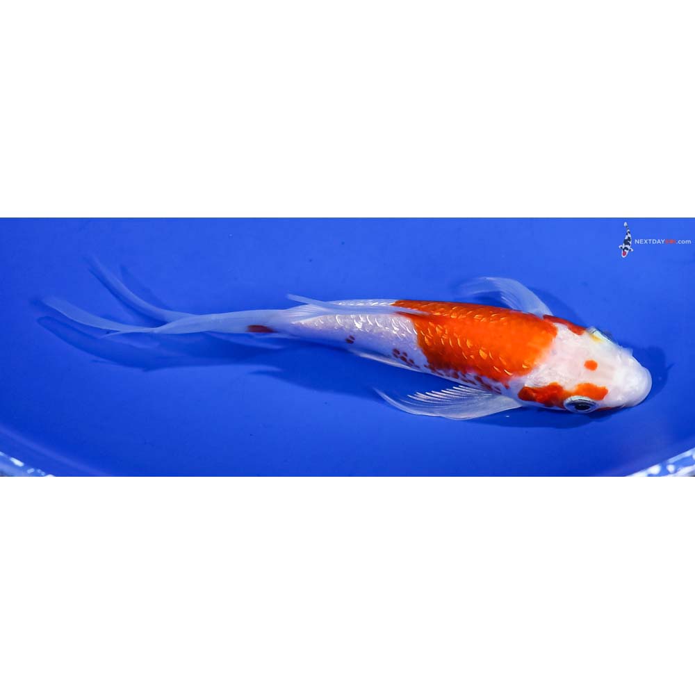 5” Imported Gin Rin Hariwake Butterfly Koi