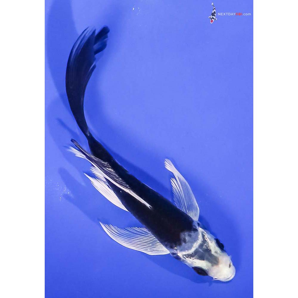 5” Imported Gin Matsuba Butterfly Koi