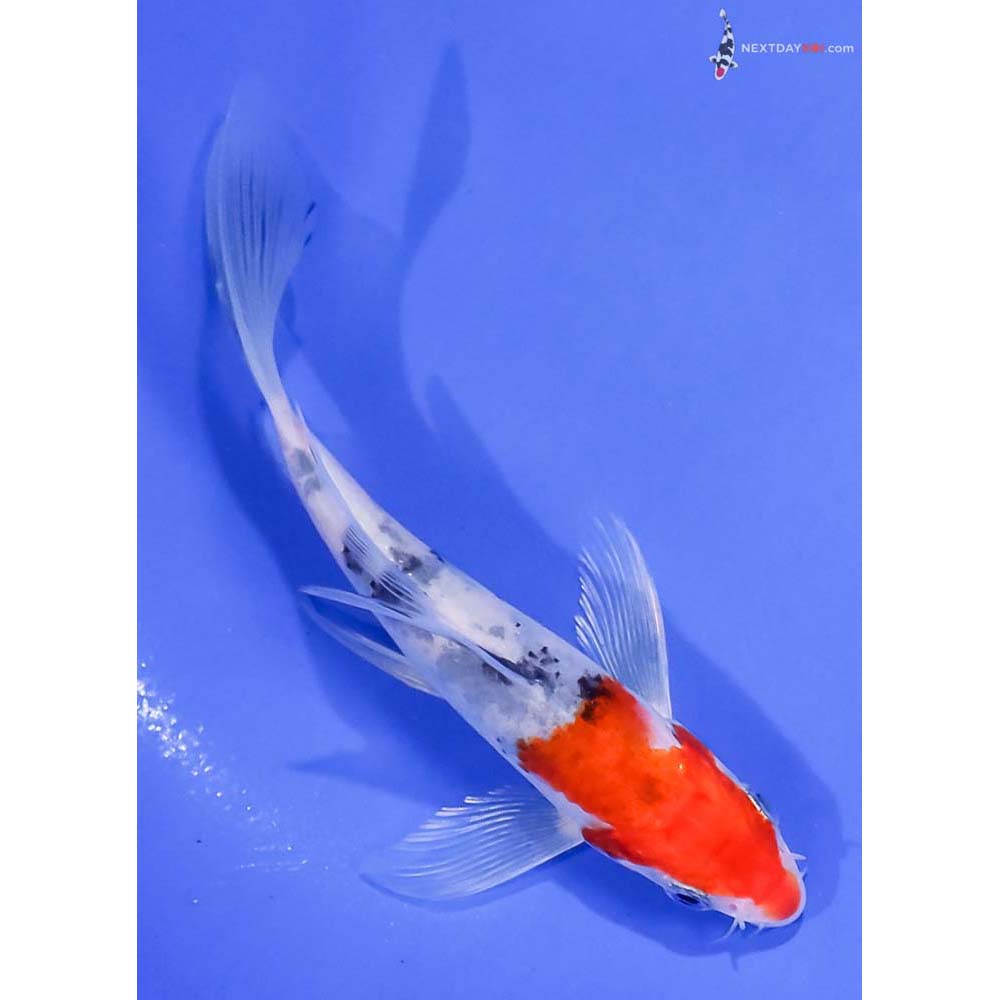5.5” Imported Glass Fin Sanke Butterfly Koi