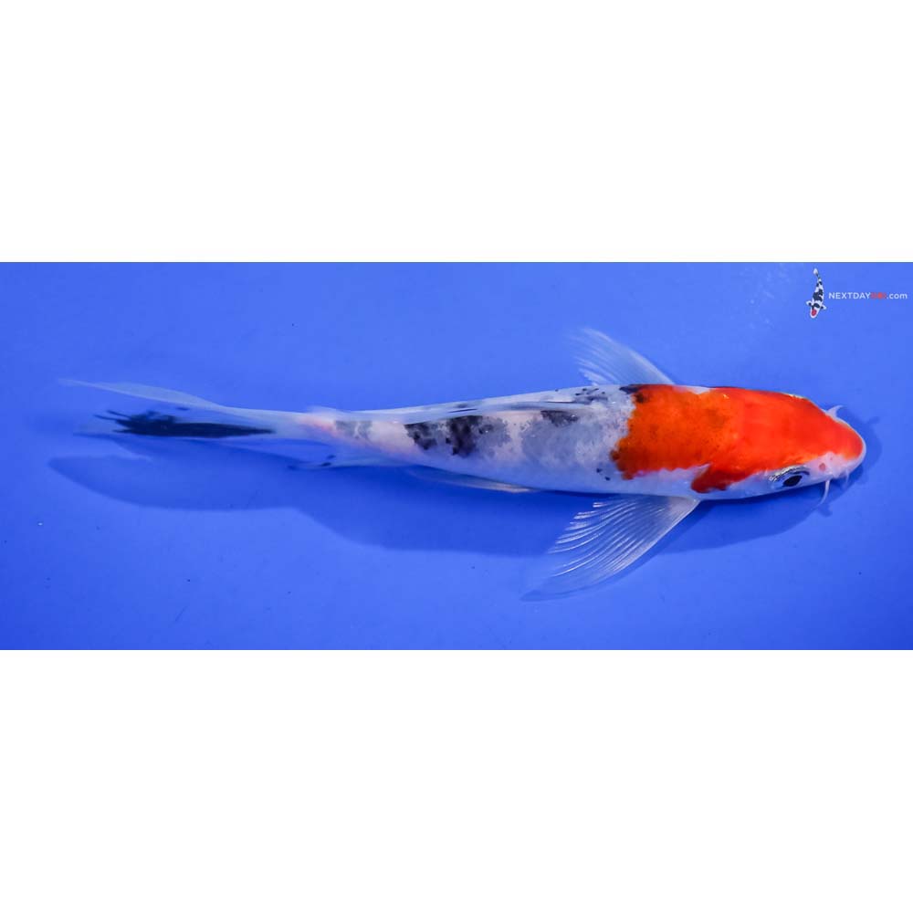 5.5” Imported Glass Fin Sanke Butterfly Koi