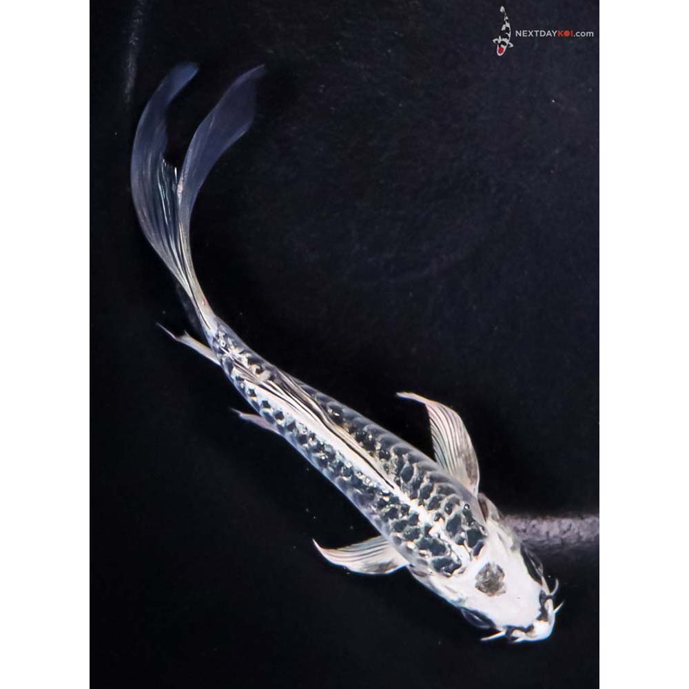 5.5” Imported Armor Scaled Gin Matsuba Butterfly Koi
