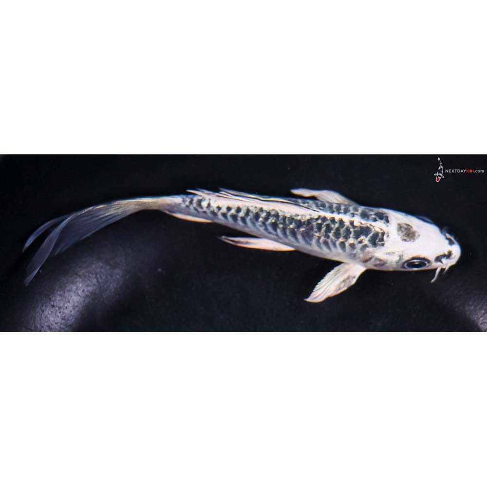 5.5” Imported Armor Scaled Gin Matsuba Butterfly Koi