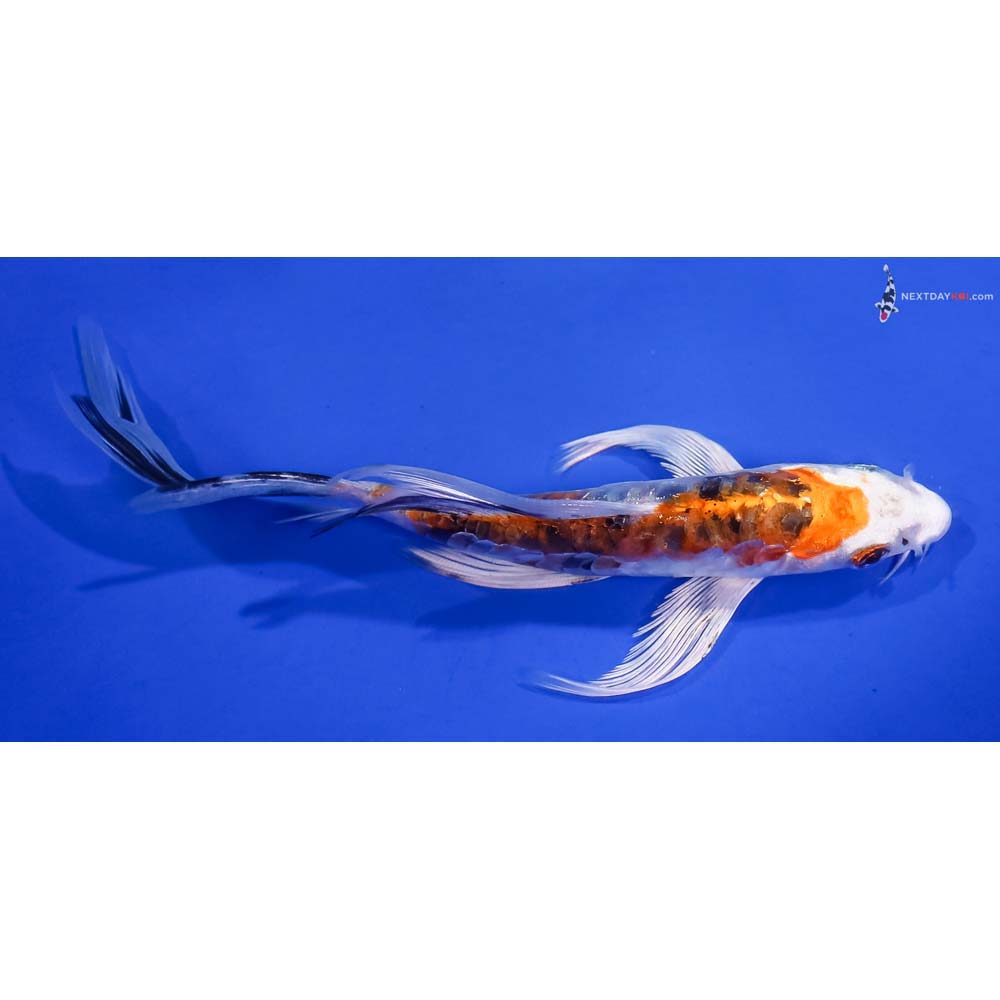 6” Imported Heisei Nishiki Butterfly Koi