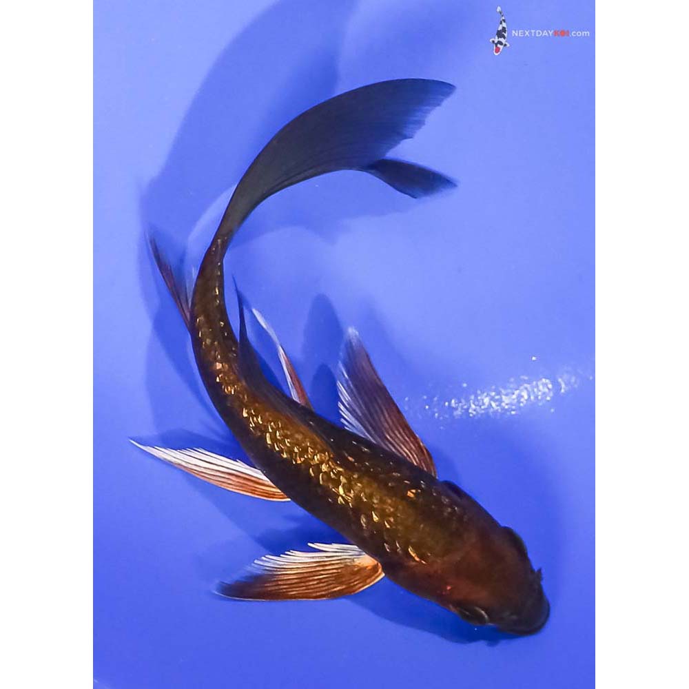 6” Imported Gin Rin Chagoi Butterfly Koi