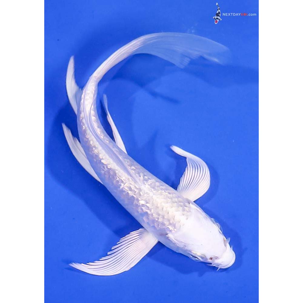 6” Imported Gin Rin Platinum Ogon Butterfly Koi