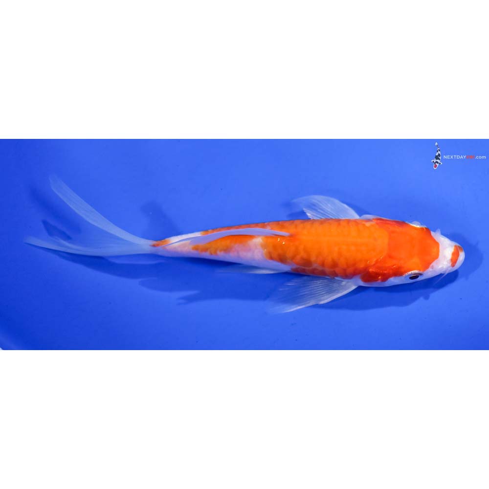 5” Imported Armor Scaled Hariwake Butterfly Koi