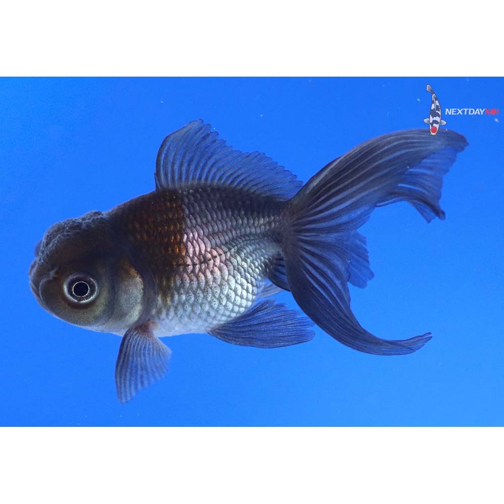 3” Imported Blue Oranda