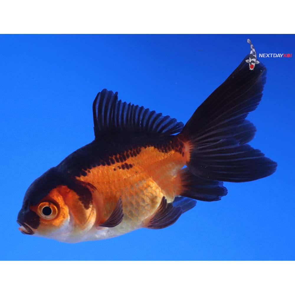 3” Imported Red and Black Oranda