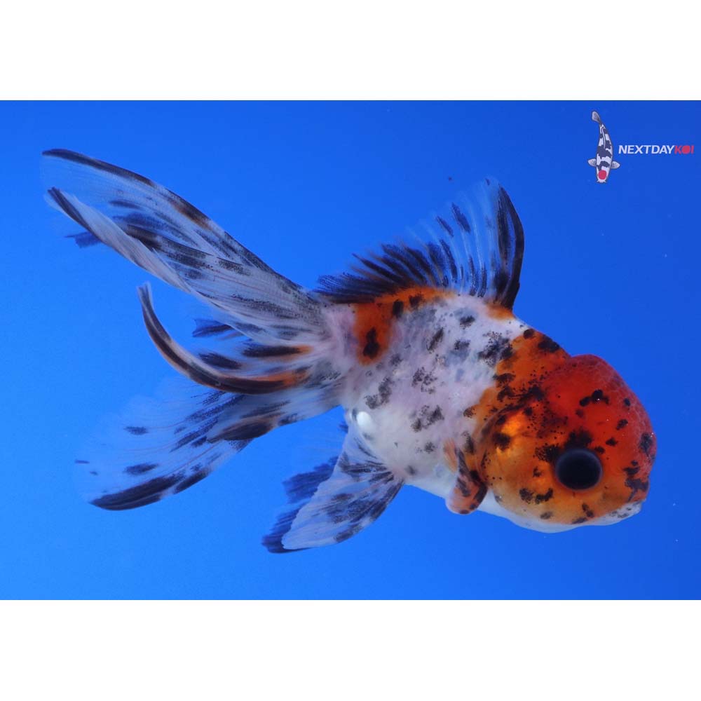 3.5” Imported Calico Oranda
