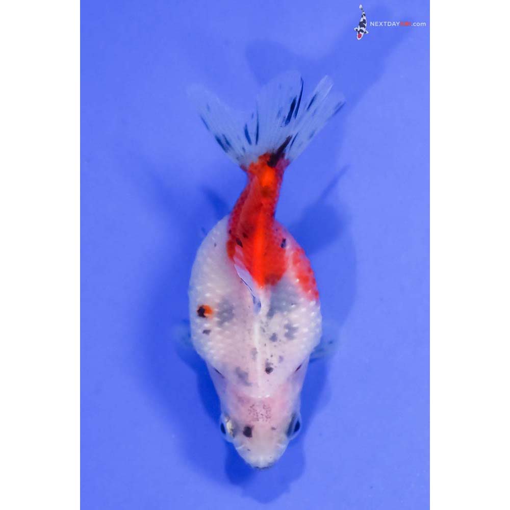 2.5” Imported Calico Pearlscale