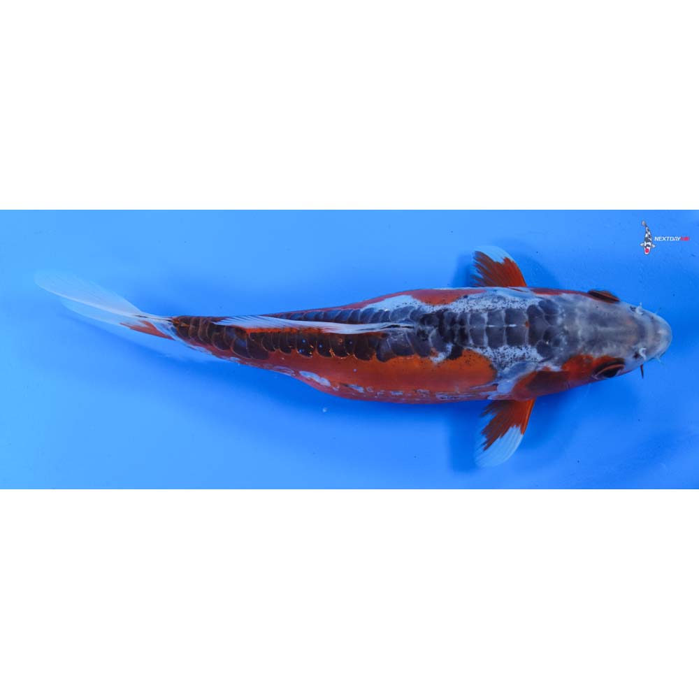 8” Imported Shusui
