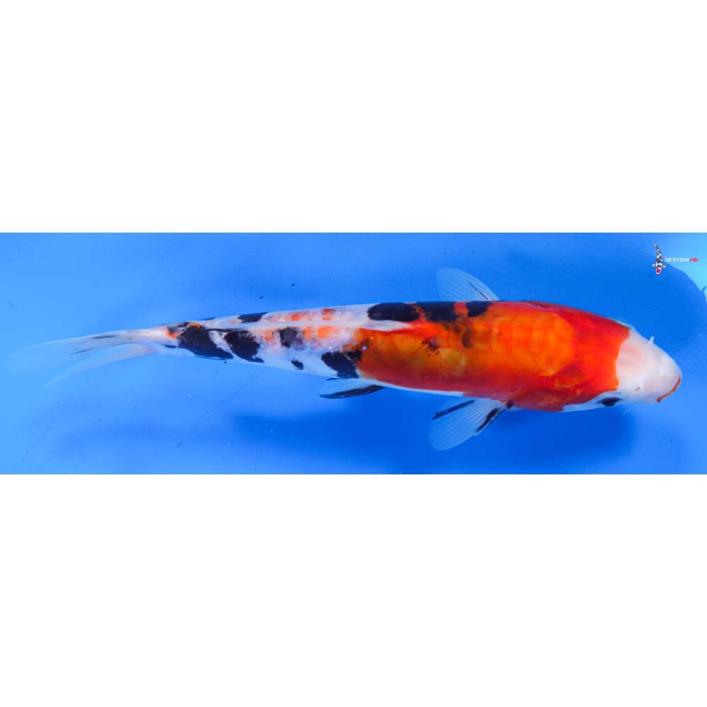 8” Imported Doitsu Sanke