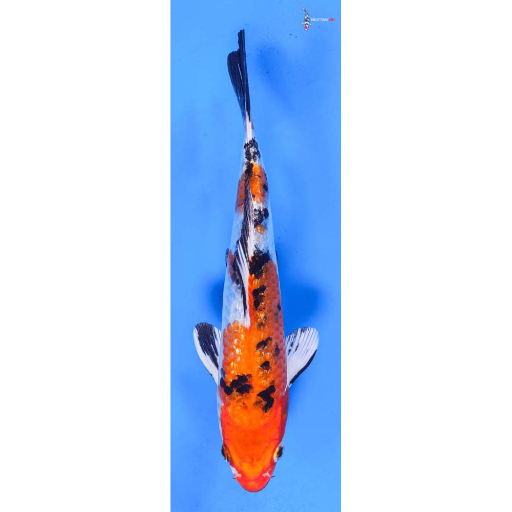 8” Imported Gin Rin Yamato Nishiki