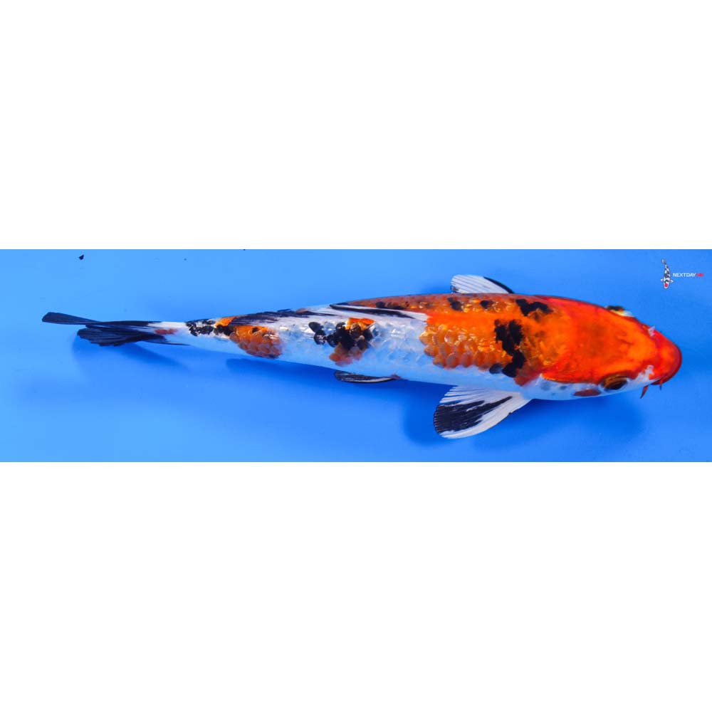 8” Imported Gin Rin Yamato Nishiki