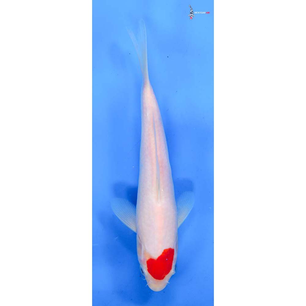 8” Imported Kohaku