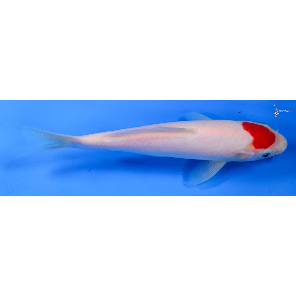 8” Imported Kohaku