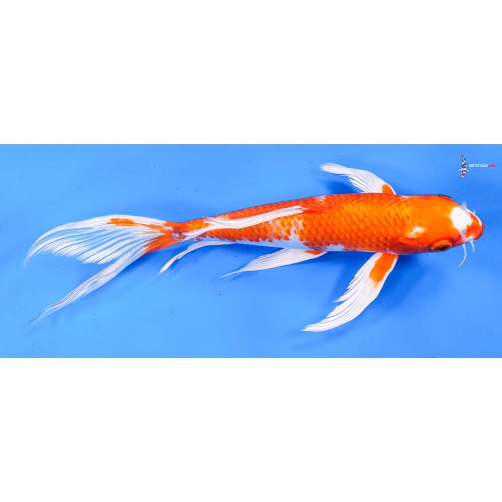 9.5” Imported Hariwake Butterfly Koi