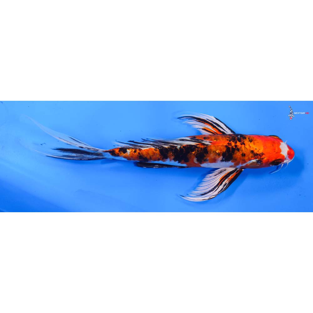 9” Imported Armor Scaled Yamato Nishiki Butterfly Koi