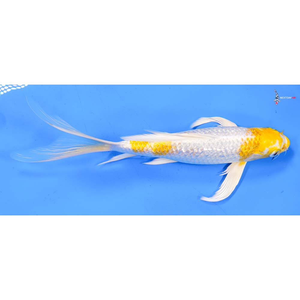 9” Imported Gin Rin Lemon Hariwake Butterfly Koi