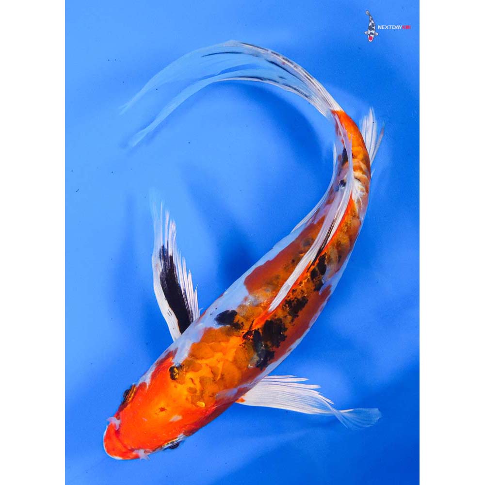 9” Imported Heisei Nishiki Butterfly Koi
